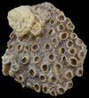 Fossil Coral (Lithostrotionella) Head - Iowa #45064-1
